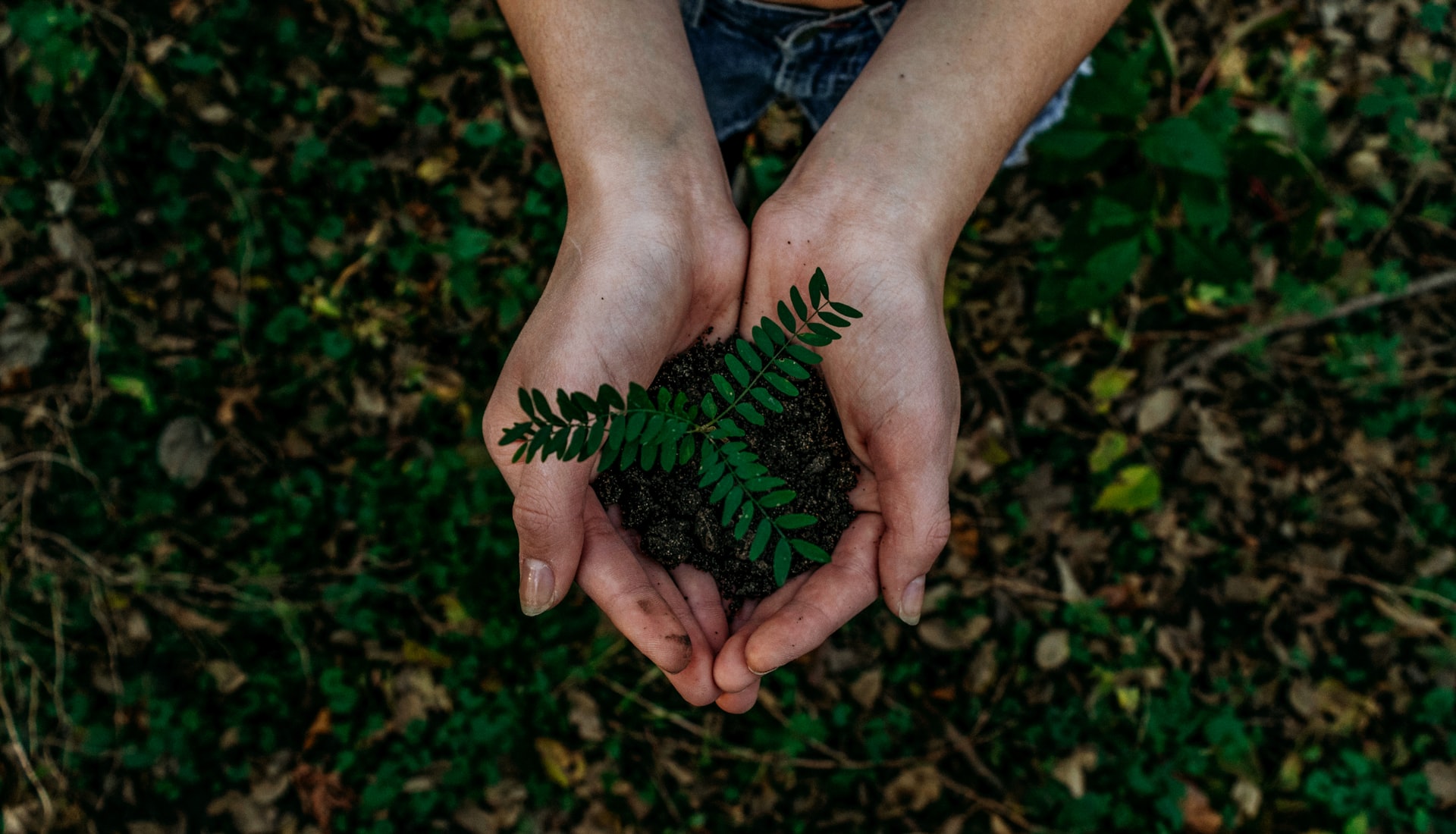 woman holding a plant in her hand