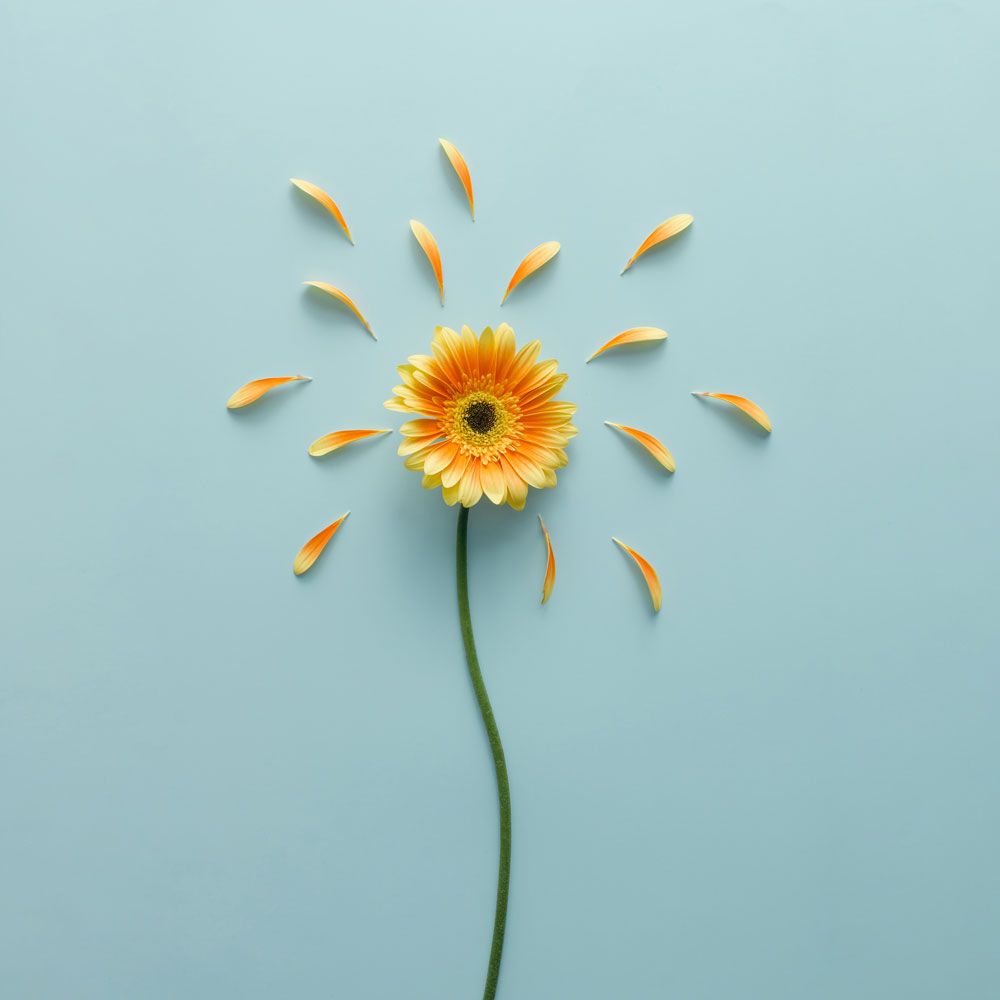 Yellow flower on bright blue background with petals
